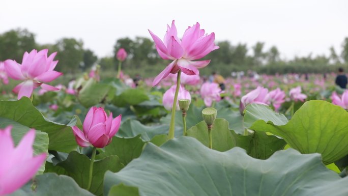 北湖湿地公园荷花塘