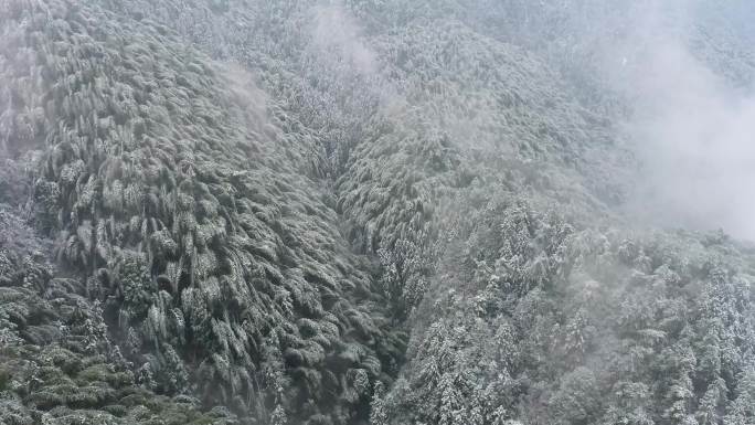 雪后竹林雾山云海森林航拍