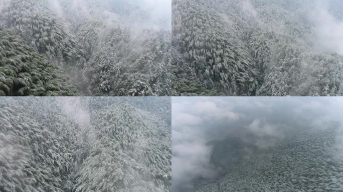 雪后竹林雾山云海森林航拍