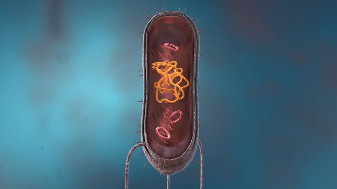 细菌真菌细胞微生物微观病菌病毒剖面动画