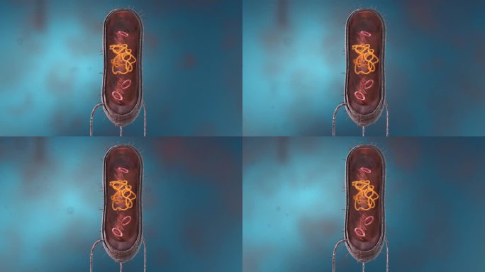 细菌真菌细胞微生物微观病菌病毒剖面动画