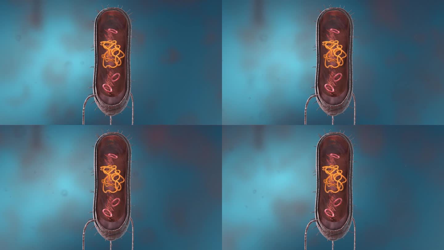细菌真菌细胞微生物微观病菌病毒剖面动画