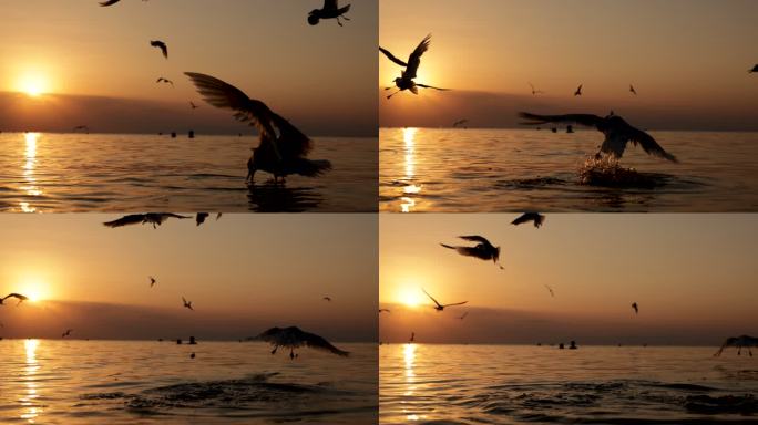 日落时饥饿的海鸥海鸟捕鱼鱼鹰抓鱼潜水捞鱼