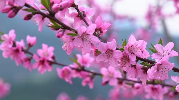 春天桃花开了