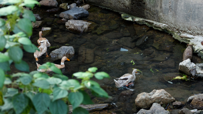 农家农村自由放养的鸭子在溪水中觅食