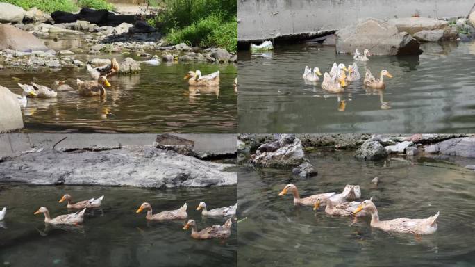 农家农村自由放养的鸭子在溪水中觅食