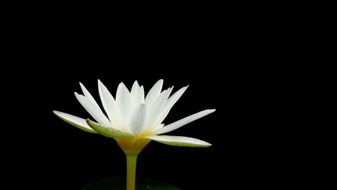 在黑色背景上盛开的白色莲花睡莲。
