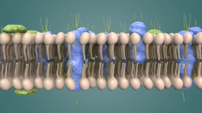 动物细胞 植物细胞 细胞膜 蛋白动画