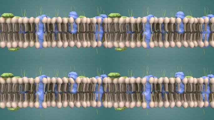 动物细胞 植物细胞 细胞膜 蛋白动画