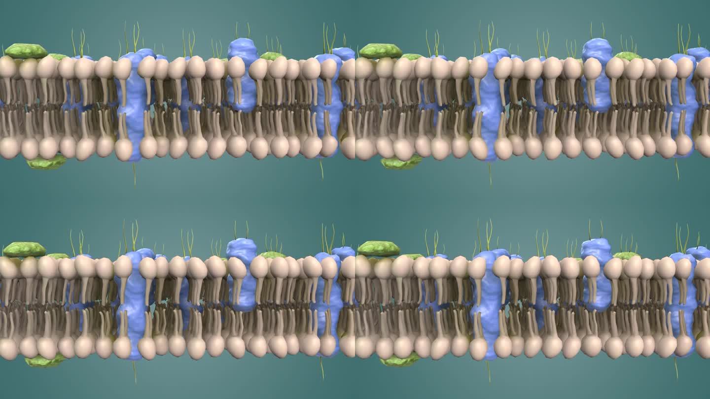 动物细胞 植物细胞 细胞膜 蛋白动画