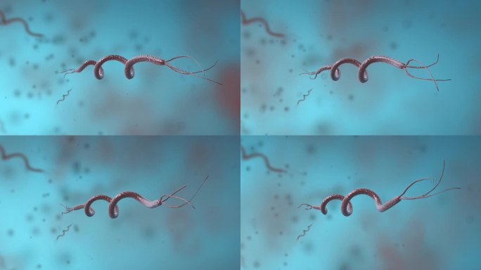 细菌真菌细胞微生物螺旋杆菌病菌医学动画