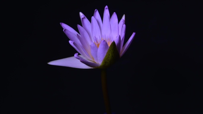 紫色睡莲在黑色背景下开放的时间间隔。莲花盛开。