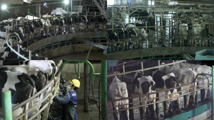 奶牛自动化挤奶