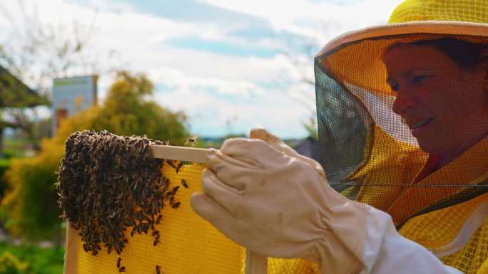 养蜂人检查蜂巢架上的蜜蜂