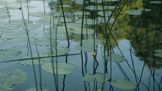 湖边的睡莲和芦苇。