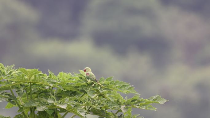 野生亚历山大鹦鹉在木瓜树上活动