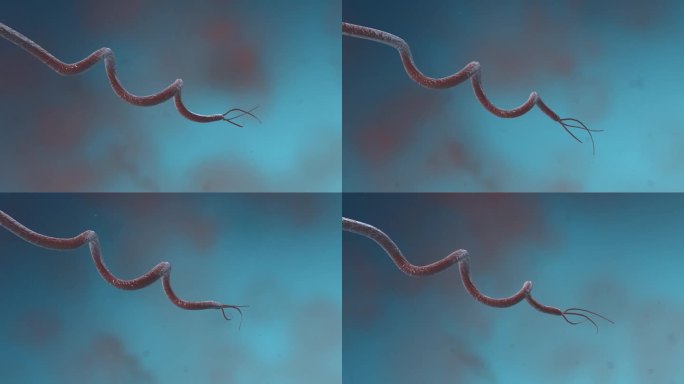 细菌真菌细胞微生物螺旋菌病菌医学动画展示