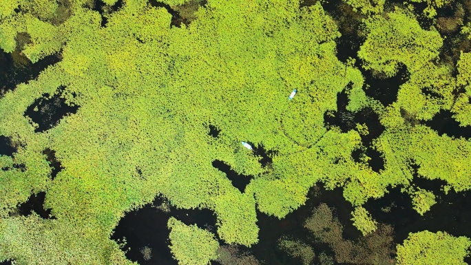 水莲沼泽鸟瞰图水塘池塘浮萍绿藻水系水体
