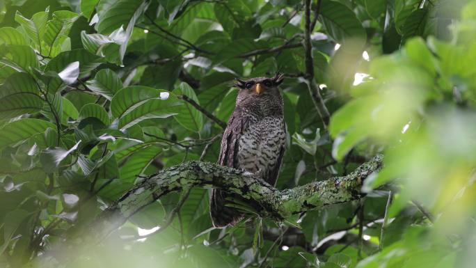 夜行鸟：成年雌性斑腹鹰猫头鹰（Bubo nipalensis），也称森林鹰猫头鸟。