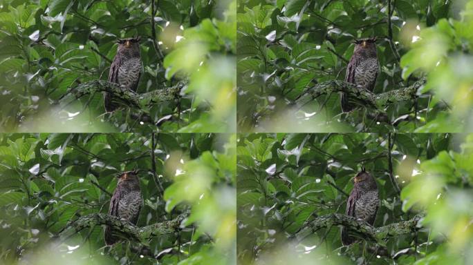 夜行鸟：成年雌性斑腹鹰猫头鹰（Bubo nipalensis），也称森林鹰猫头鸟。