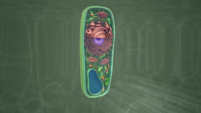 植物细胞 微生物 细胞组成部分 细胞形态