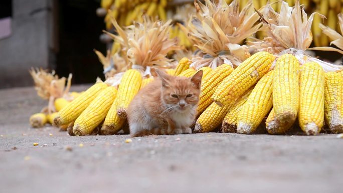 秋收玉米前懒懒洋洋的小猫咪