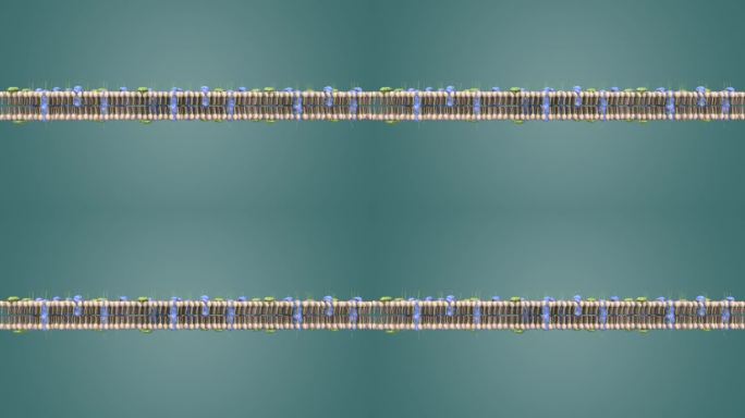 动物细胞 植物细胞 细胞膜微观医学动画