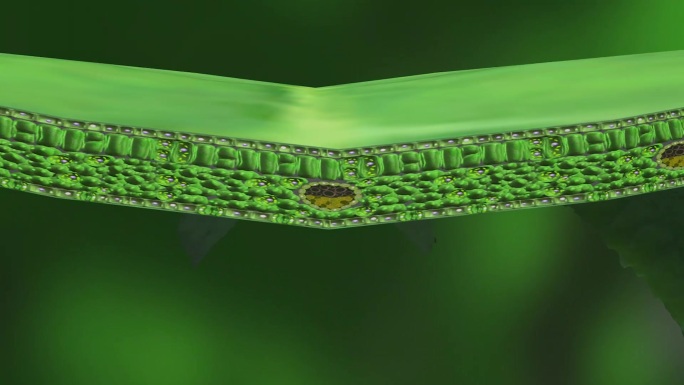 植物细胞叶绿体线粒体细胞膜液泡高尔基体
