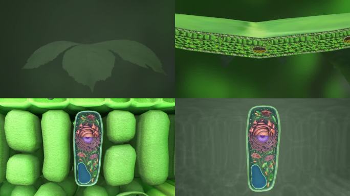 植物细胞叶绿体线粒体细胞膜液泡高尔基体