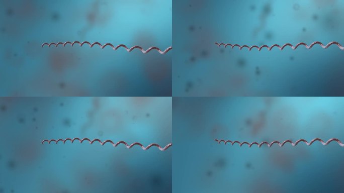 细菌真菌细胞微生物螺旋体病菌形态展示动画