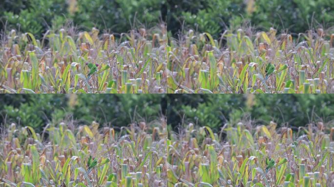 玉米穗上的野生花头鹦鹉