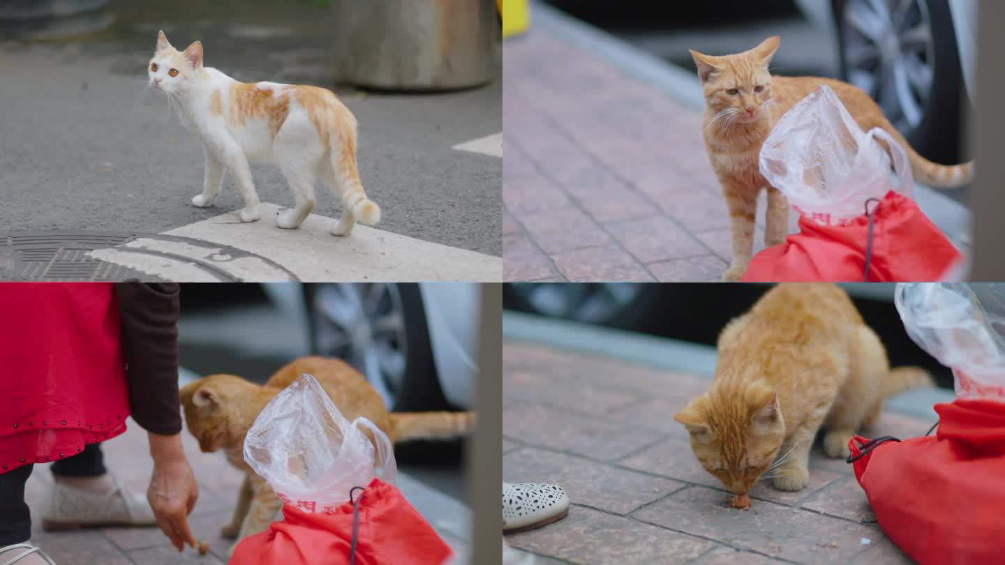 街头流浪猫