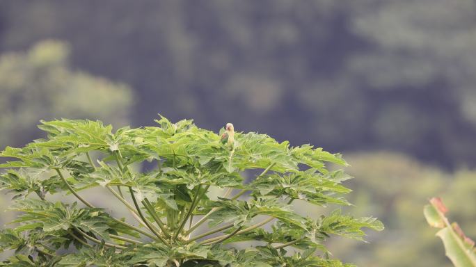 亚历山大木瓜树