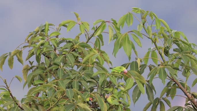 一群野生花头鹦鹉在树上活动