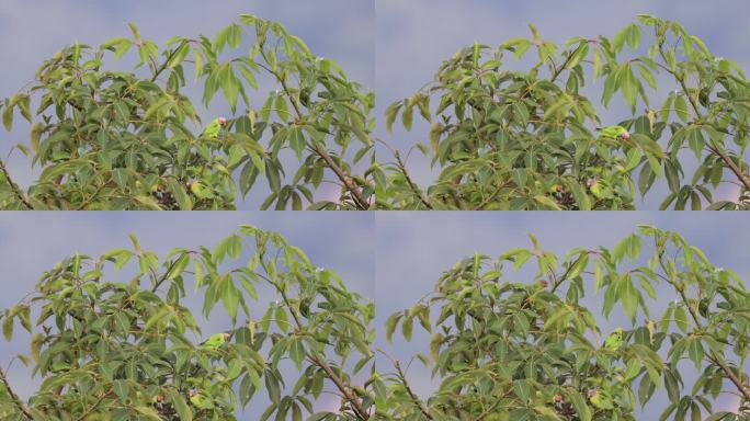 一群野生花头鹦鹉在树上活动