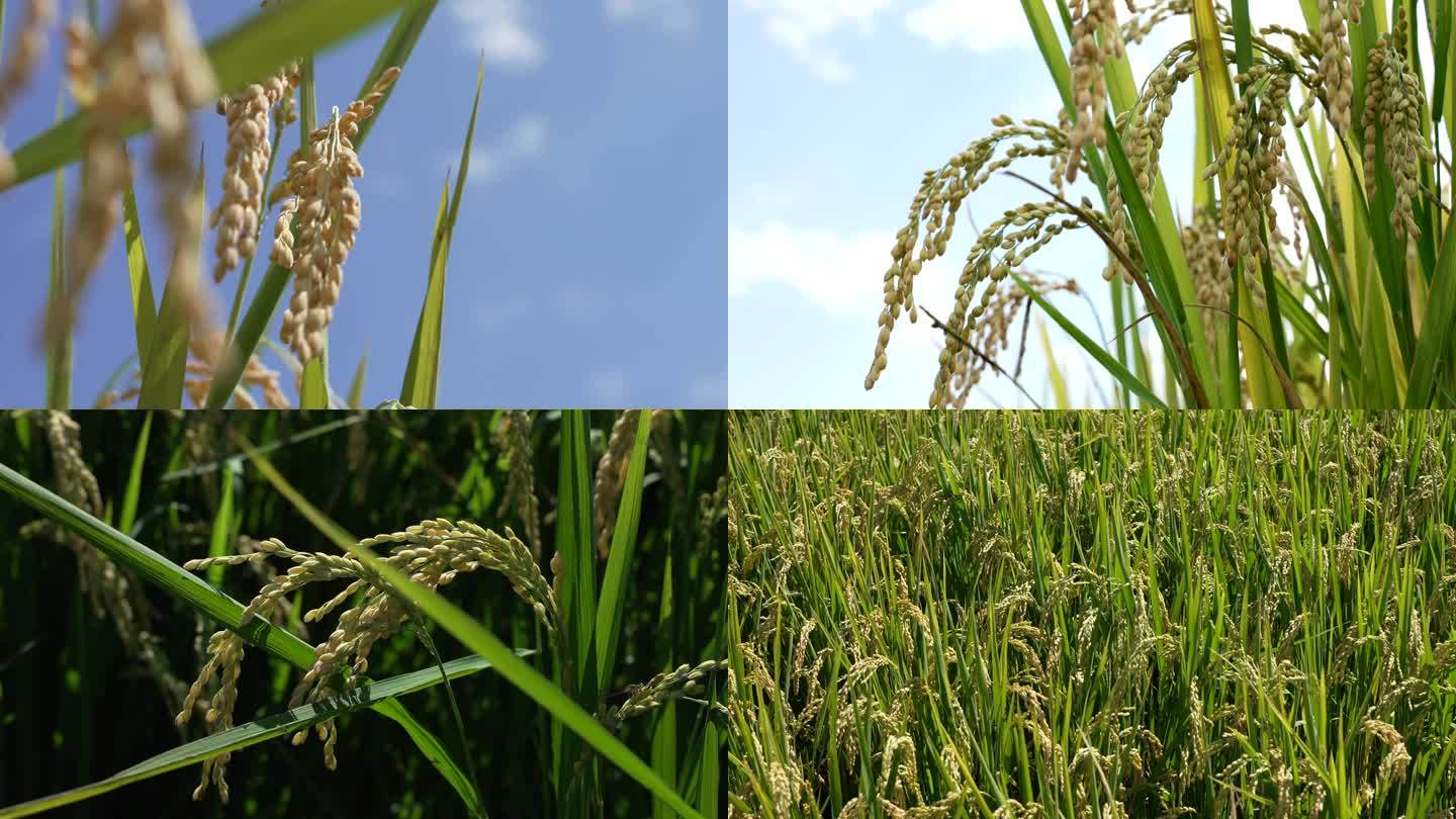 4K50P水稻，稻穗，丰收