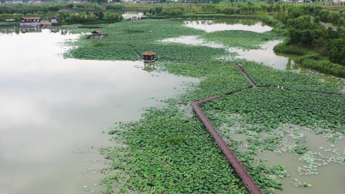 北湖湿地公园荷花塘