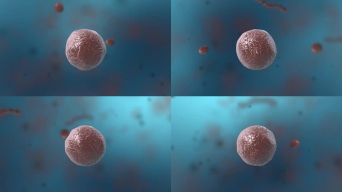 细菌真菌细胞微生物科技医学三维动画展示