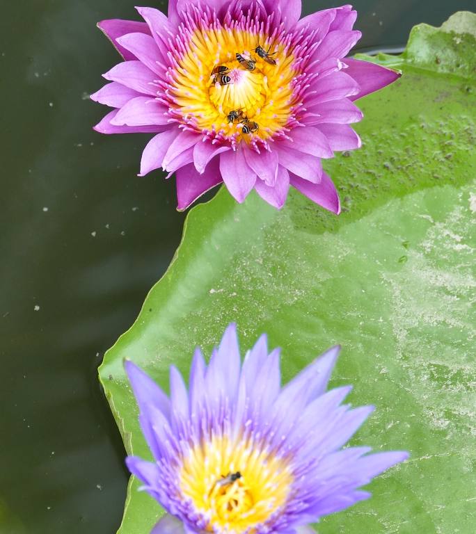 2朵紫色莲花和许多蜜蜂