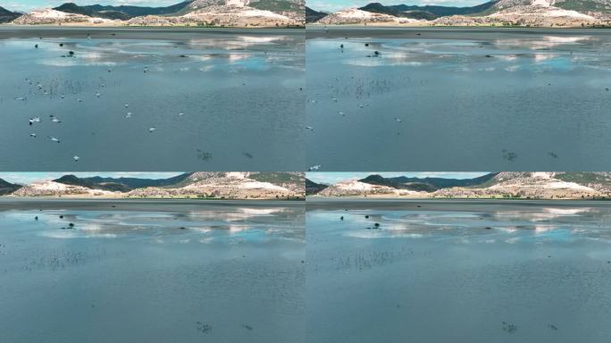 候鸟飞越湖面的慢动作视频