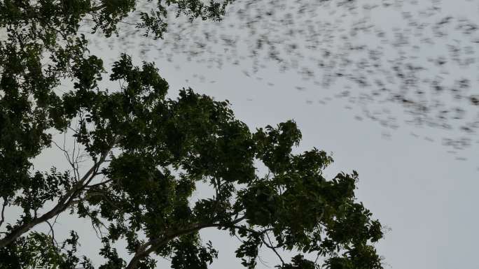 一群蝙蝠在天空飞翔。