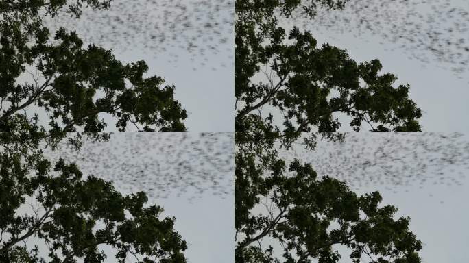 一群蝙蝠在天空飞翔。