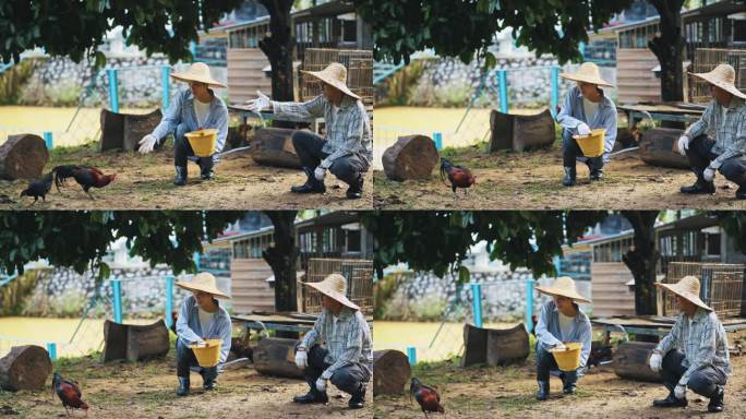 一位亚裔中国老人和儿子在鸡舍里用桶喂鸡