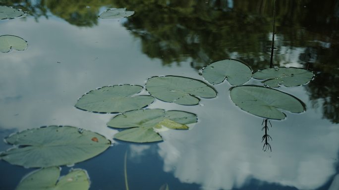 水中的睡莲。中国风江南烟雨水墨