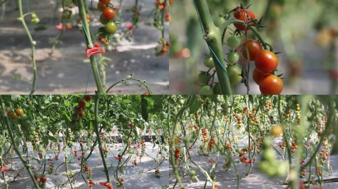 定西鲁家沟镇黑樱桃番茄种植