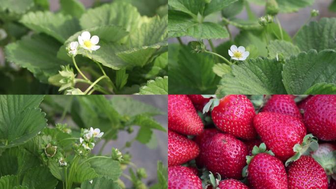 鲁家沟镇特色产业草莓种植