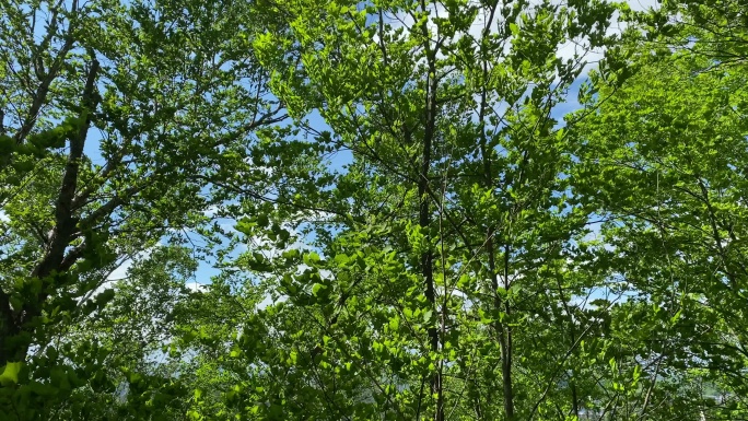 在一个阳光明媚但风很大的六月天，手机视频显示了高大树木上树叶的隆隆声。