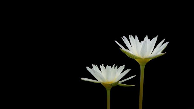 在黑色背景上盛开的白色莲花睡莲。