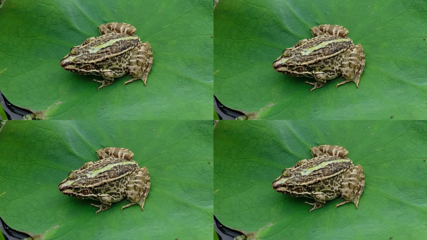 荷叶上的青蛙青蛙牛蛙癞蛤蟆空镜头空境