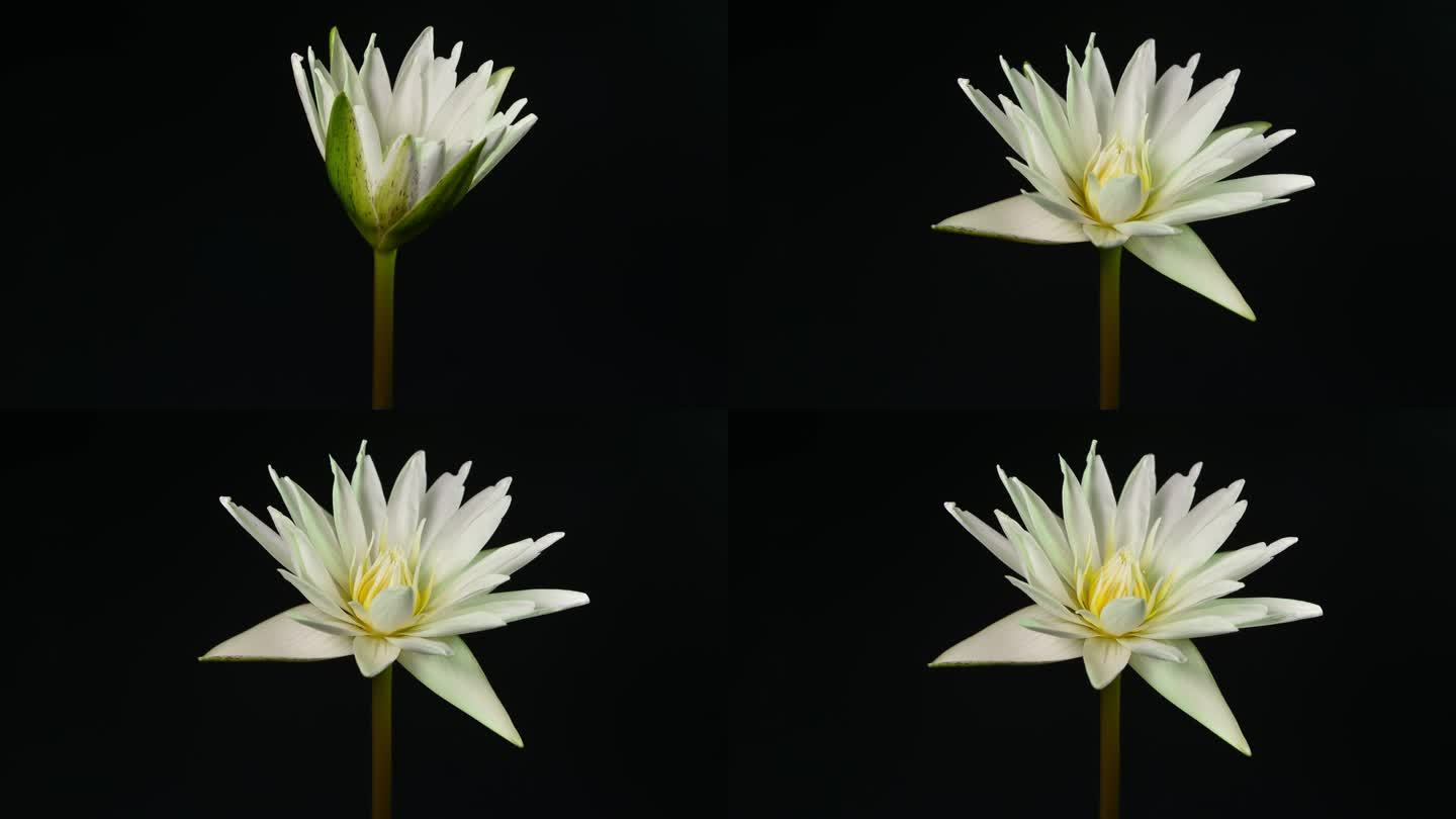 白色睡莲在黑色背景下开放的时间间隔。莲花盛开。